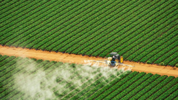 Best Pest Removal Services  in Richton Park, IL