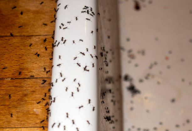 Pest Control for Restaurants in Richton Park, IL